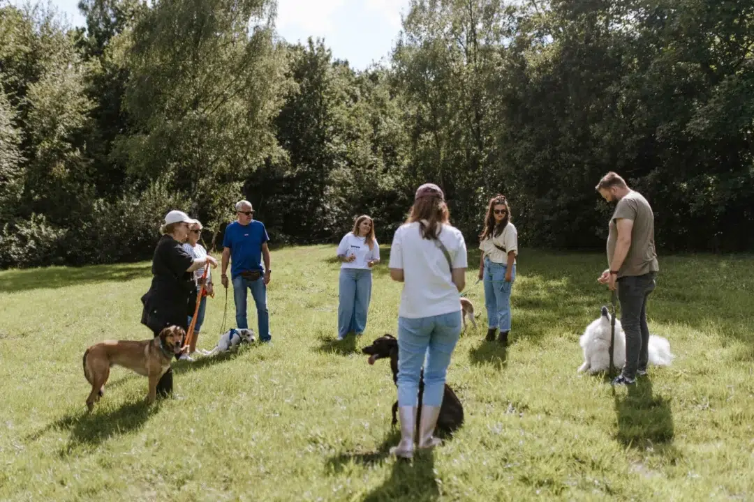 Meyn-Hundetraining-2-kleein