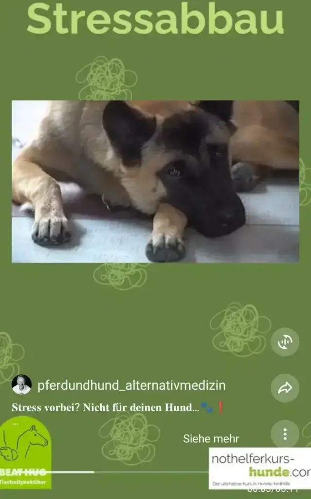 Stress vorbei? Nicht für deinen Hund…