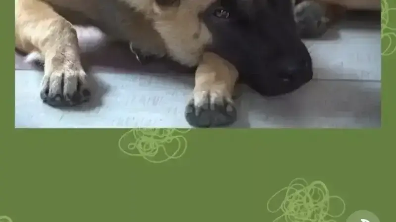Stress vorbei? Nicht für deinen Hund…
