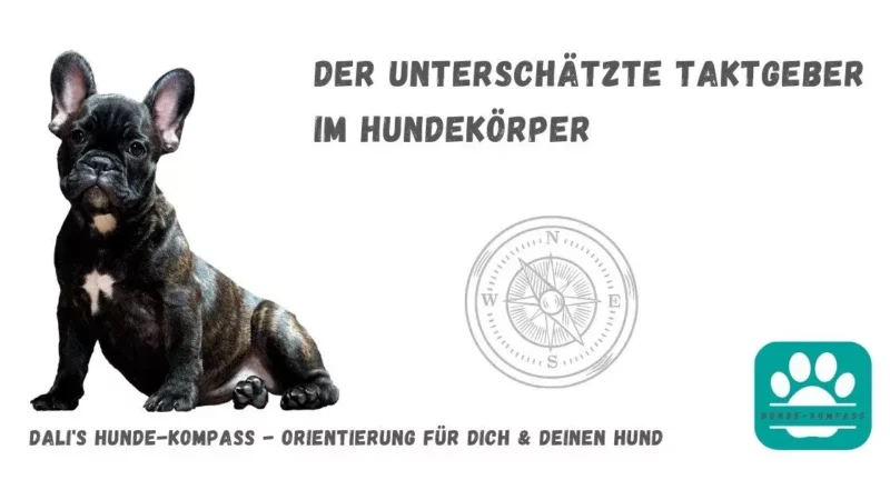 Hundekompass – Der Darm ist der Taktgeber, der Gesundheit und Energie im Hundekörper steuert