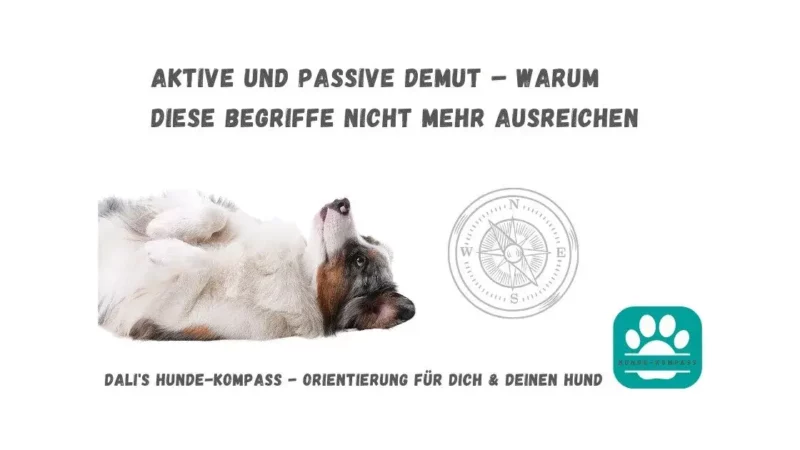 Hundekompass – Aktive und passive Demut als überholte Begriffe im Hundeverhalten