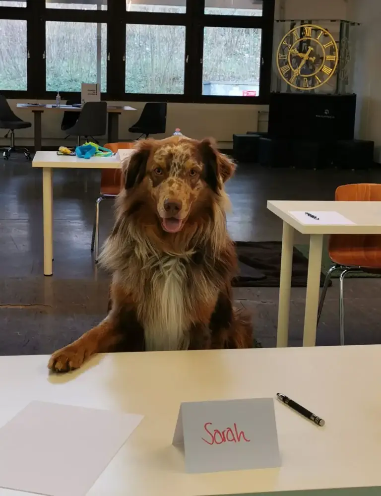 KIS 2 adulte Hunde