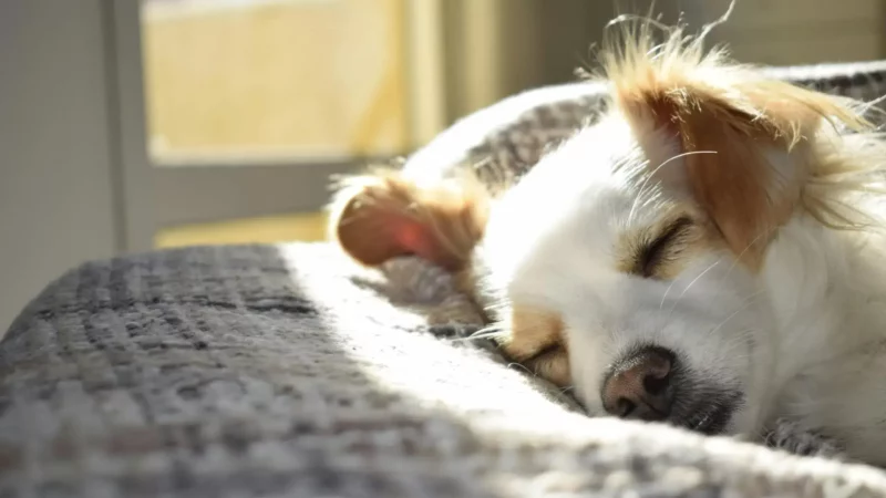 Geräuschempfindlichkeit bei Hunden – Was Tierhalter wissen sollten - pexels cdomingues10 731022