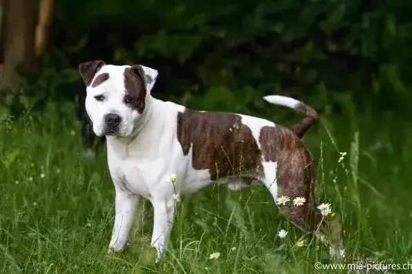 Samson - Samson