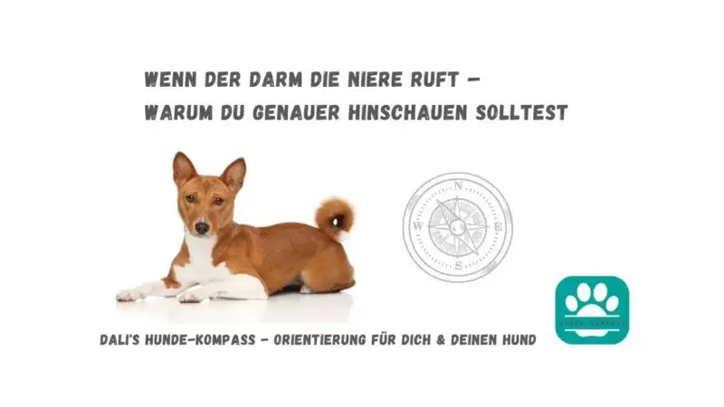 Hundekompass – Die spannende Zusammenarbeit von Darm und Niere