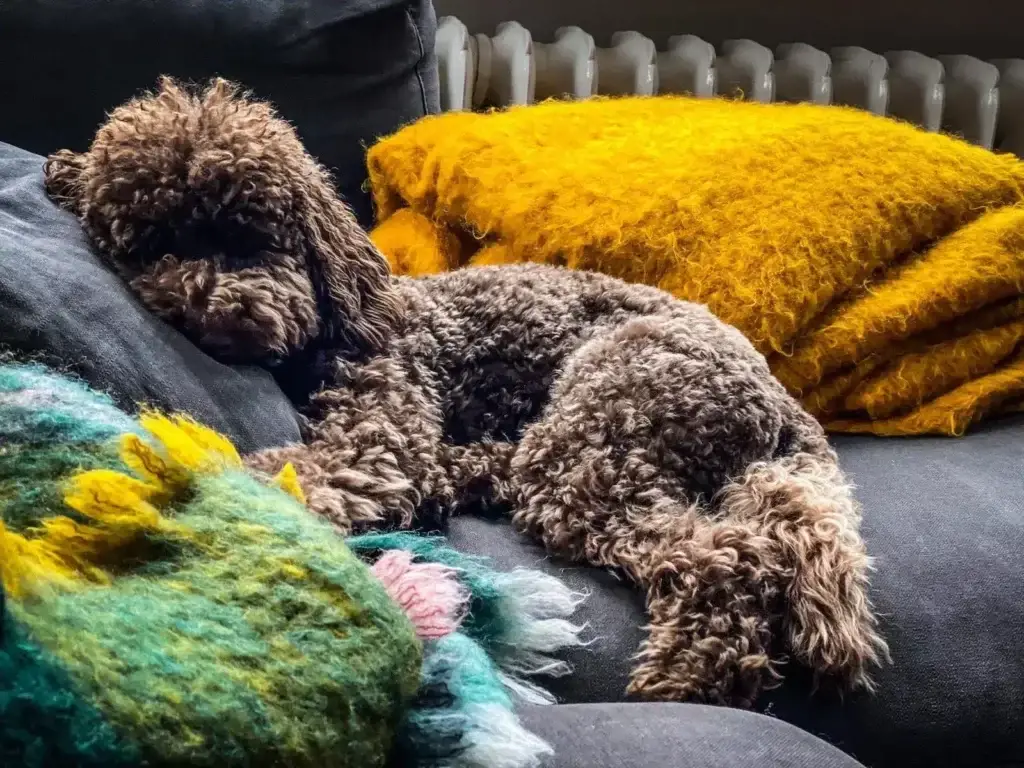 Kundenbefragung für Trainings- und Hundeprodukte in Berlin