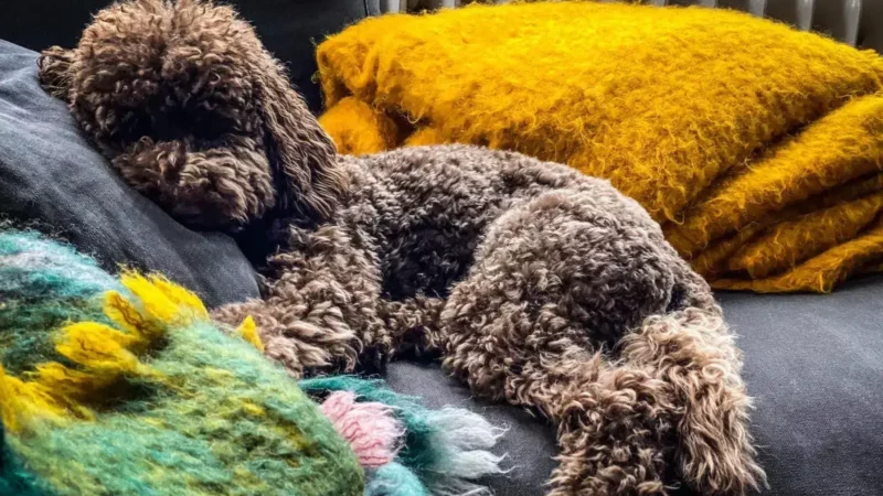 Kundenbefragung für Trainings- und Hundeprodukte in Berlin