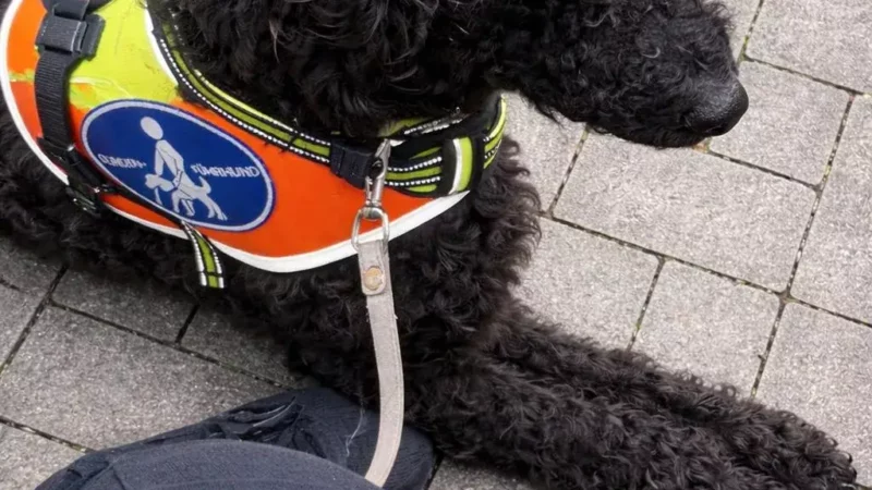 Die Ausbildung zum Blindenführhund – eine Geschichte voller Stolz, Trennung, Vertrauen und Glück