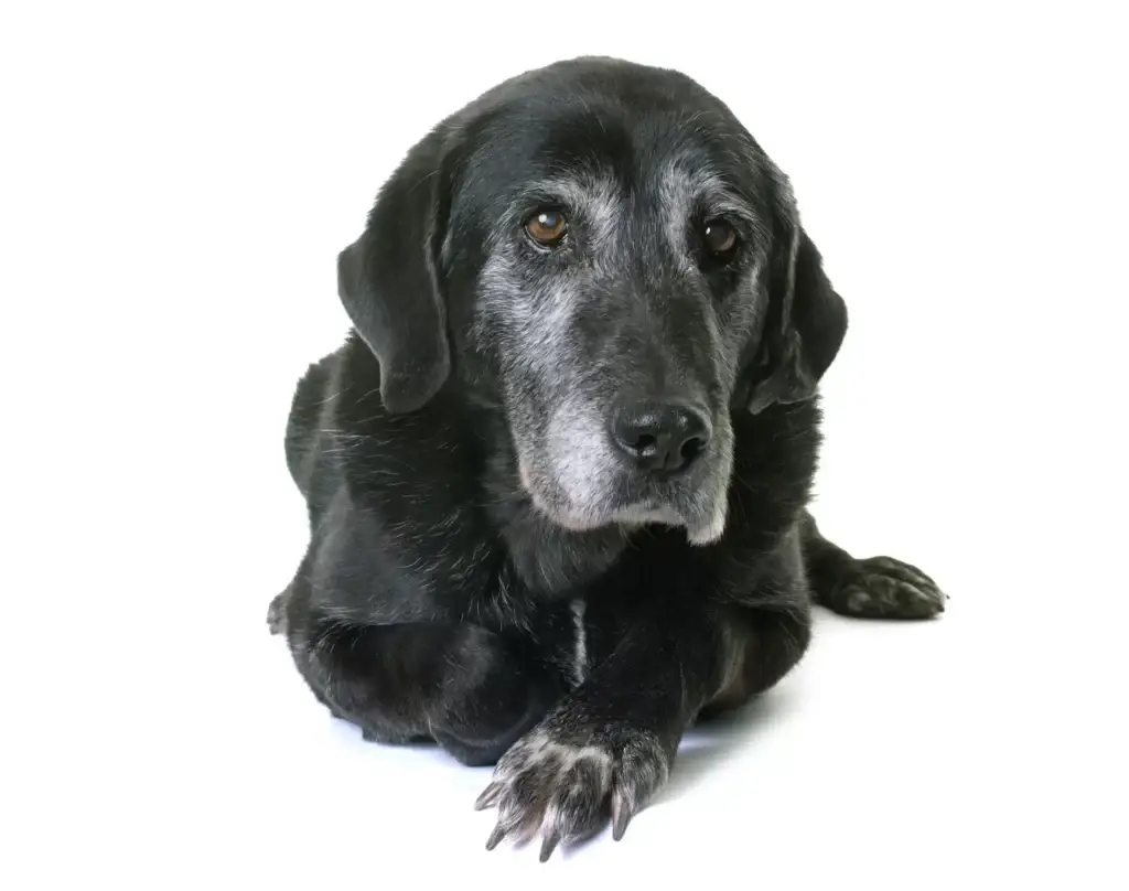 Abschied mit Würde: Wie Du Deinem Hund den letzten Weg erleichterst