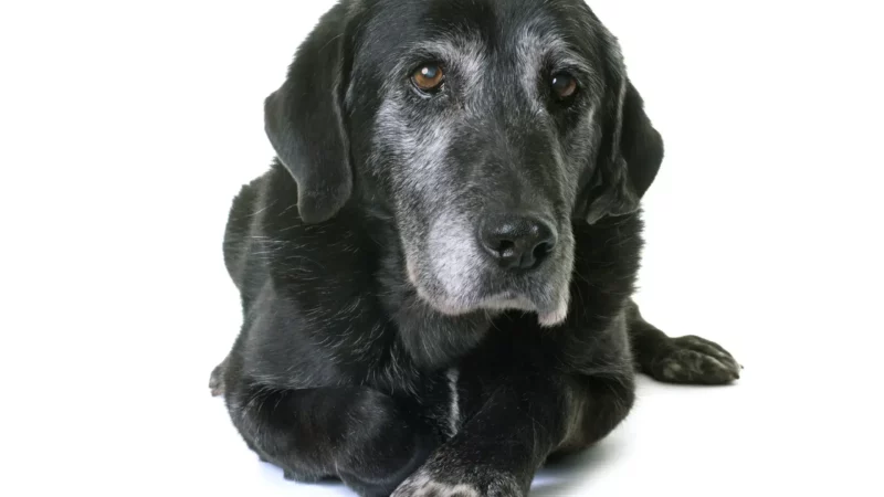 Abschied mit Würde: Wie Du Deinem Hund den letzten Weg erleichterst