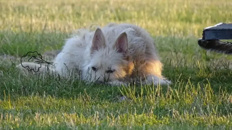 Blähungen beim Hund – nur heiße Luft?