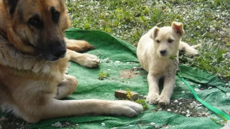 Hund aus dem Tierschutz adoptieren – passt das wirklich zu mir?