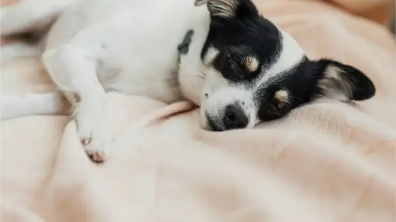 Das Vestibularsyndrom beim Hund – ist kein (!) Schlaganfall