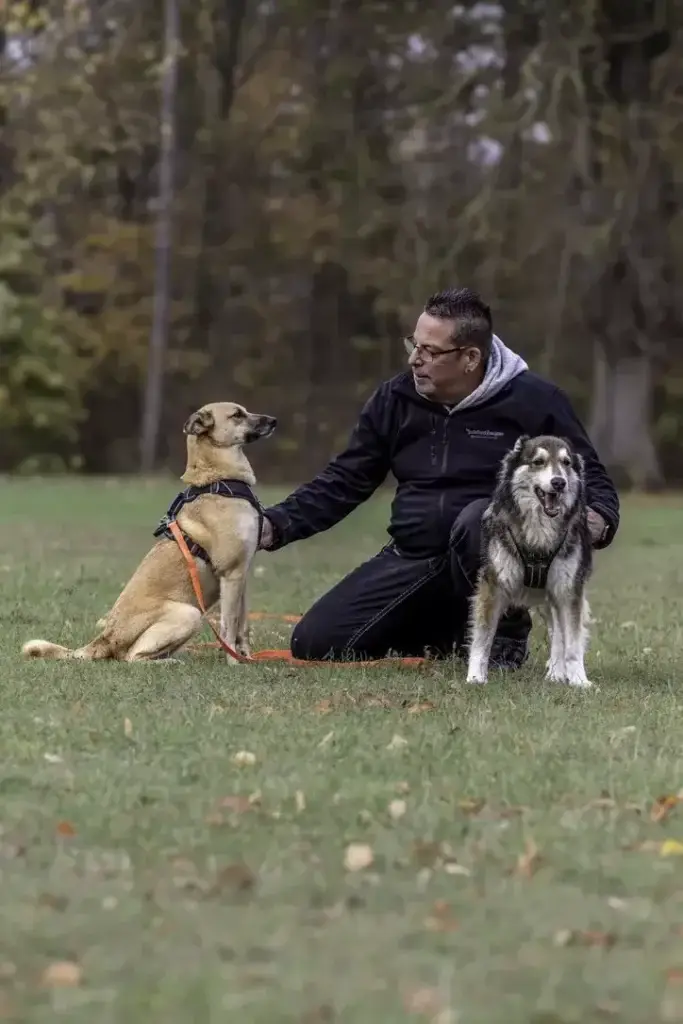 „Die müssen das klären“ – Der gefährlichste Mythos bei Hundebegegnungen