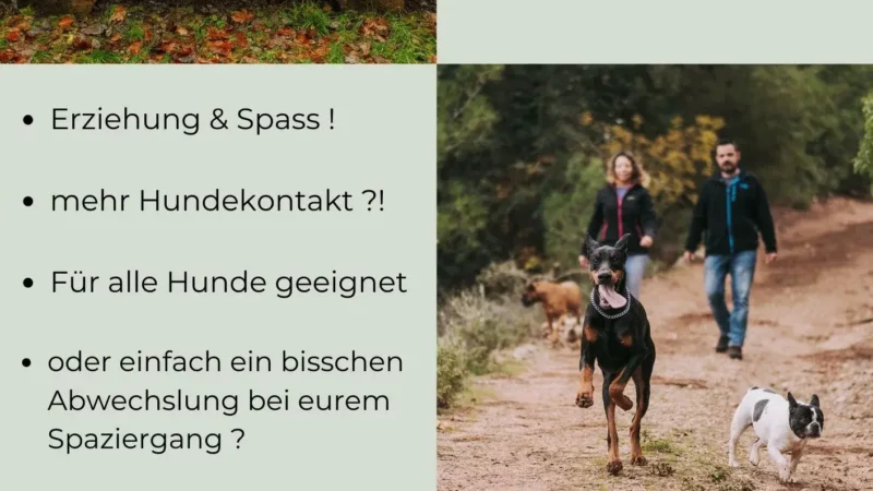Rudelspaziergang - Rudelspaziergang