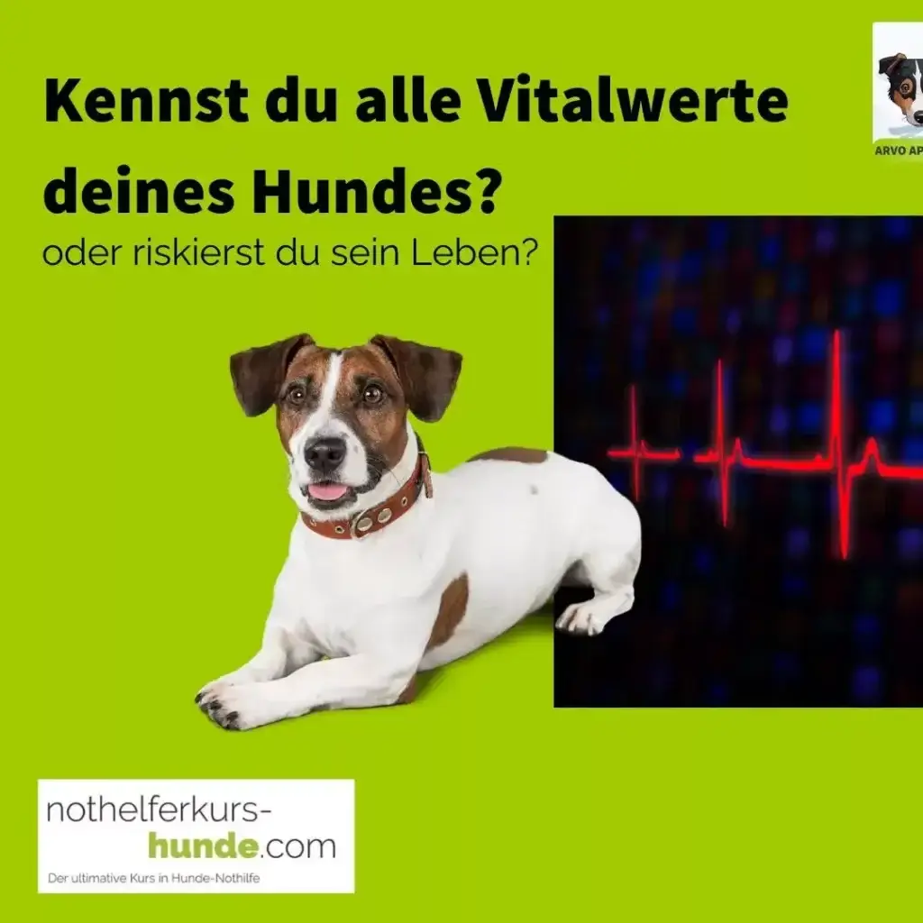 Vitalwerte für Hunde, gut zu Wissen!!