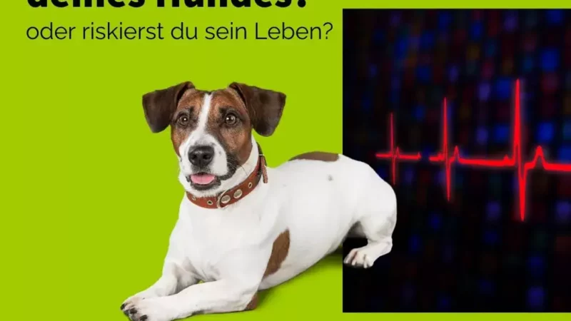Vitalwerte für Hunde, gut zu Wissen!! - 1aaf8094a2f74e81866c508a16483ee4