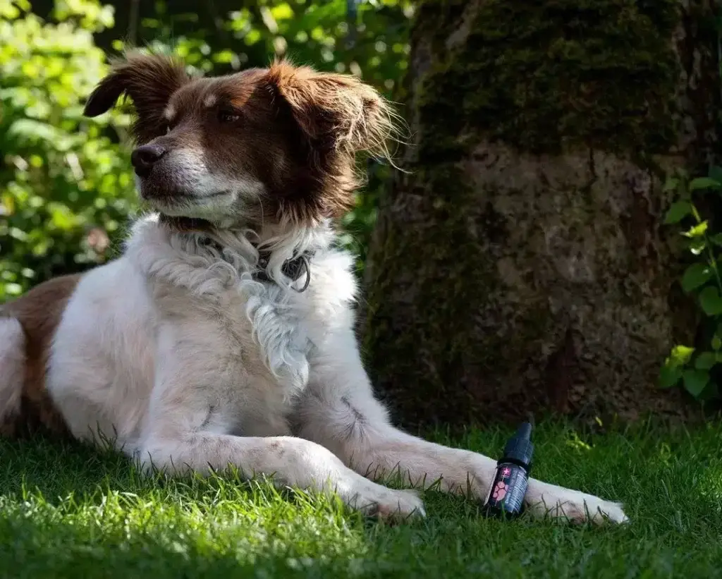 CBD Öl für ältere Hunde: Unterstützung bei Gelenkschmerzen und Arthrose