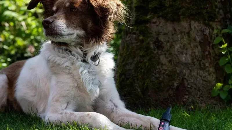 CBD Öl für ältere Hunde: Unterstützung bei Gelenkschmerzen und Arthrose