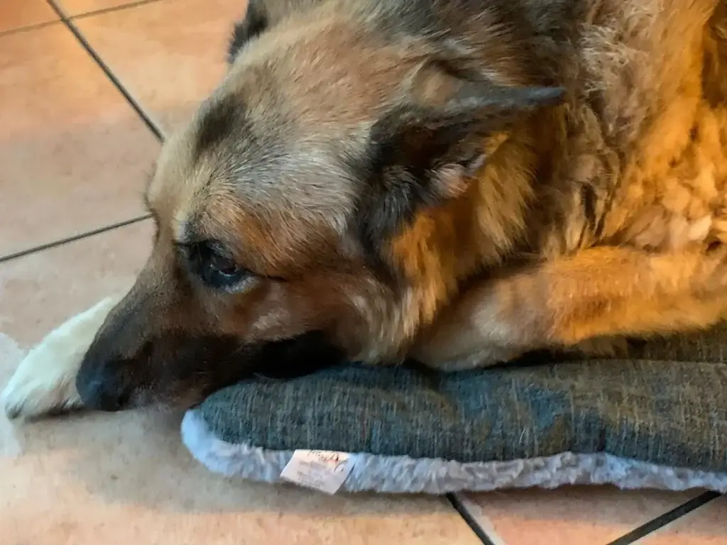 Rampe oder Treppe, was ist gelenkschonender für ältere Hunde ?