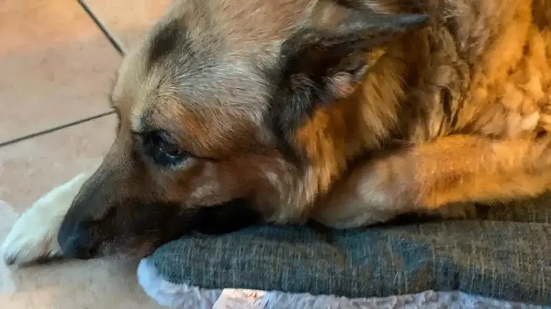 Rampe oder Treppe, was ist gelenkschonender für ältere Hunde ?
