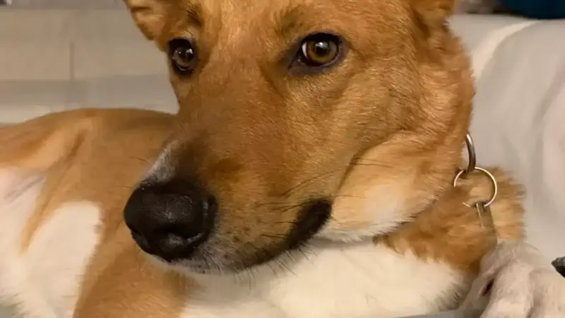 Woran erkenne ich ein entspanntes Hundegesicht?