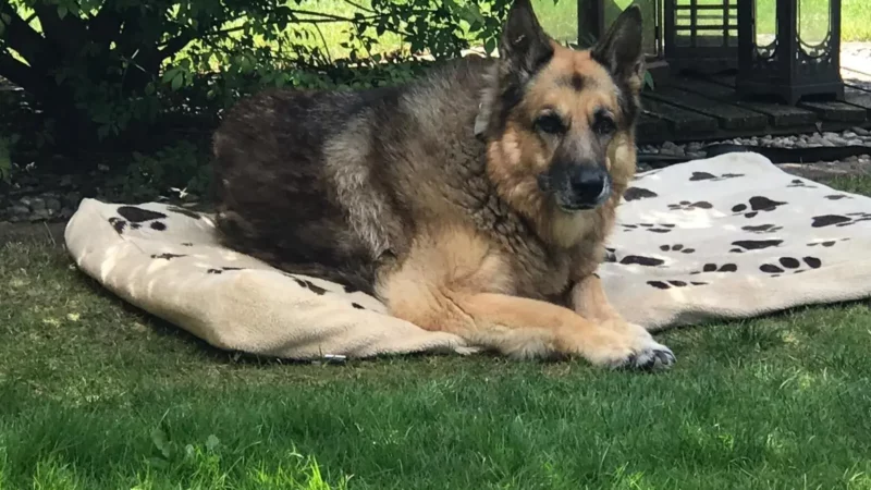 Wenn Hormone das Lernen beeinflussen. Die Schilddrüsenunterfunktion beim Hund