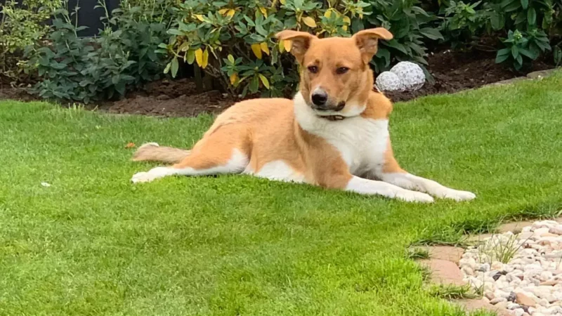 Hundehaltung und Nachhaltigkeit: Kleine Entscheidungen, große Wirkung