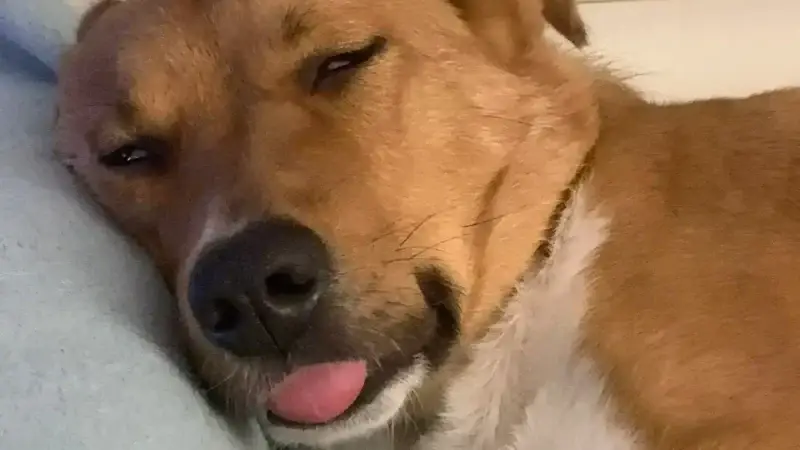 Träumen Hunde von uns? Was Schlafphasen über ihr Denken verraten
