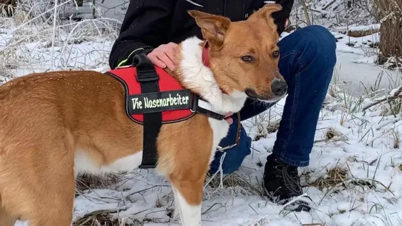 Eine fachliche Einordnung von Gewalt im Hundetraining