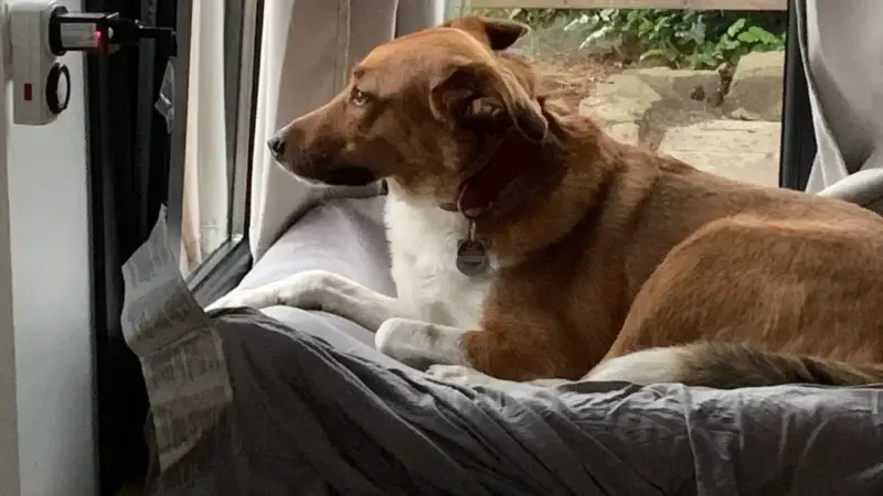 Orthopädisches Hundebett oder kuschelige Wohlfühloase ?