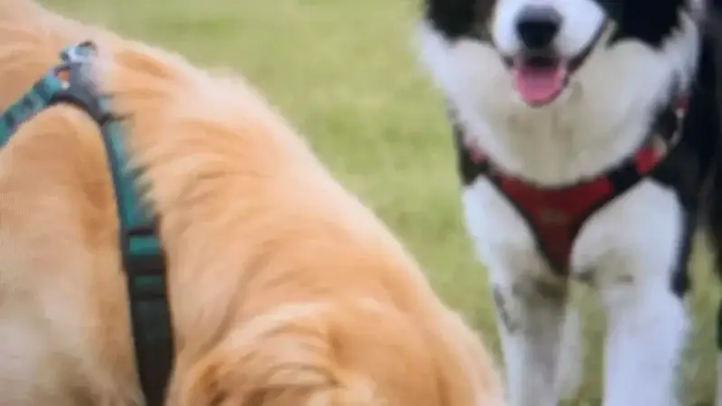 Warum dein Hund Nein sagen darf