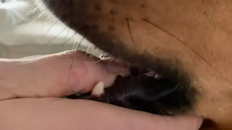 Entwicklungsanomalien des Kiefers bei jungen Hunden sind kein seltenes Phänomen