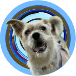 Logo PawsUnited Hundetraining Baer