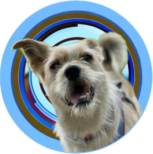 PawsUnited Hundetraining Baer - Logo 500x500 1