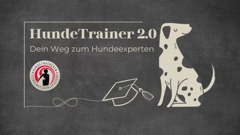 Ausbildung Hundetrainer & Verhaltensberater - Hundetrainer 2.0 10