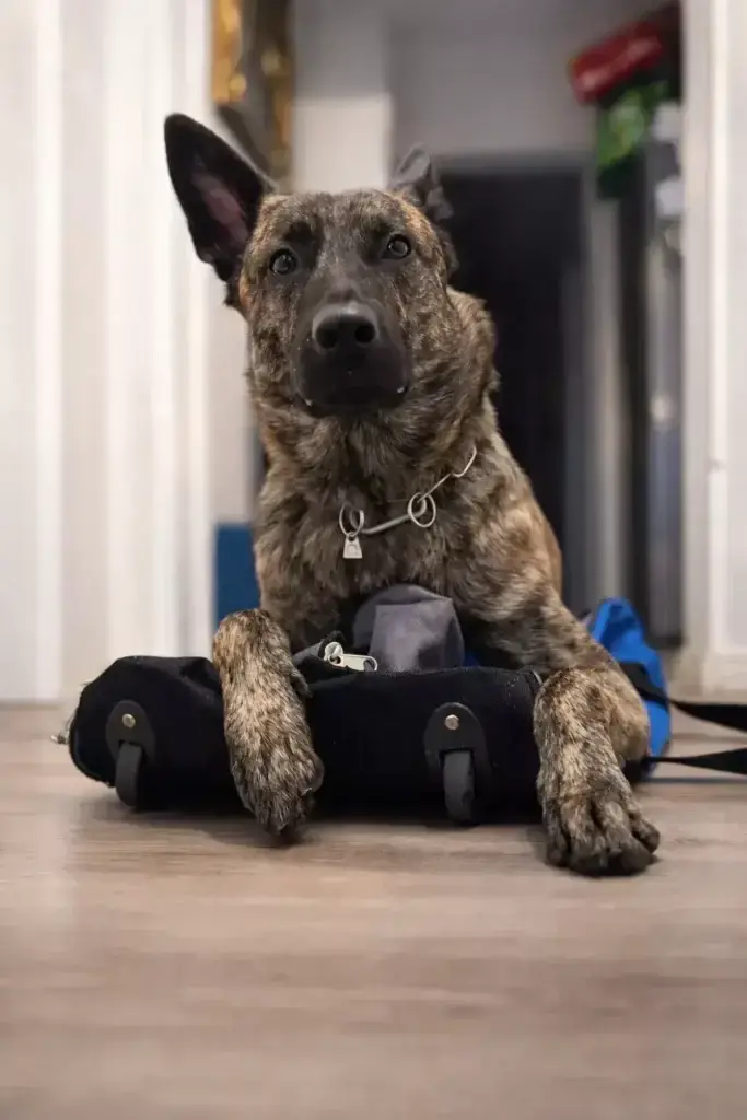 Warum ich Alltagstraining und Hundesport nicht trenne