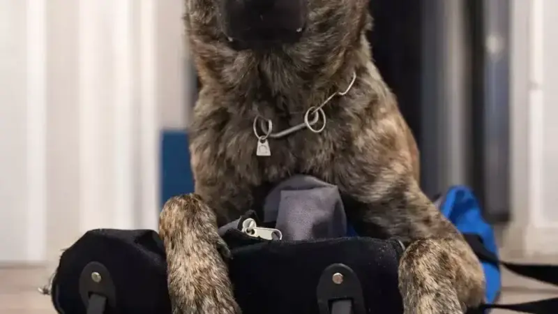 Warum ich Alltagstraining und Hundesport nicht trenne