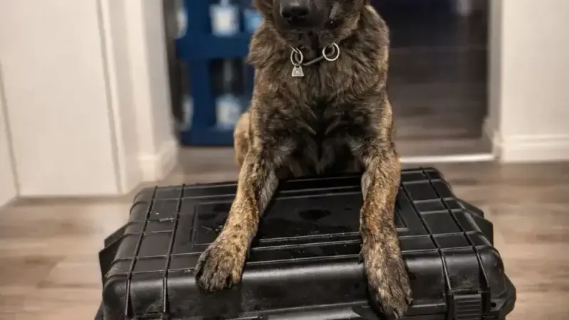 Manchmal ist nicht der Hund das Problem – Ehrliches Hundetraining beginnt beim Menschen