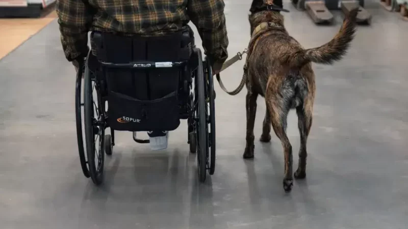 Hände sind ein Trainingswerkzeug – Hundetraining im Rollstuhl technisch erklärt