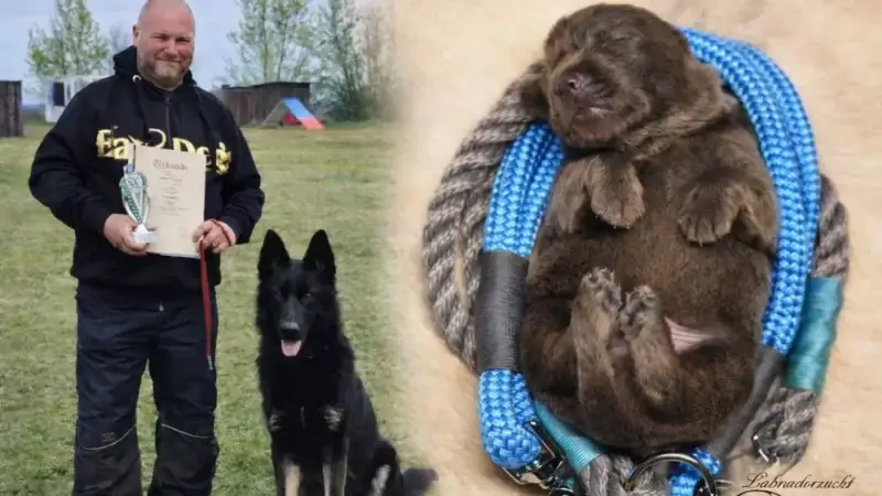 Zucht mit Verantwortung: Warum gute Hundezucht und Tierschutz kein Widerspruch sind