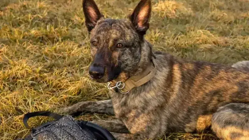 Ich mag Tage, an denen mein Hund mehr versteht, als ich erklären kann