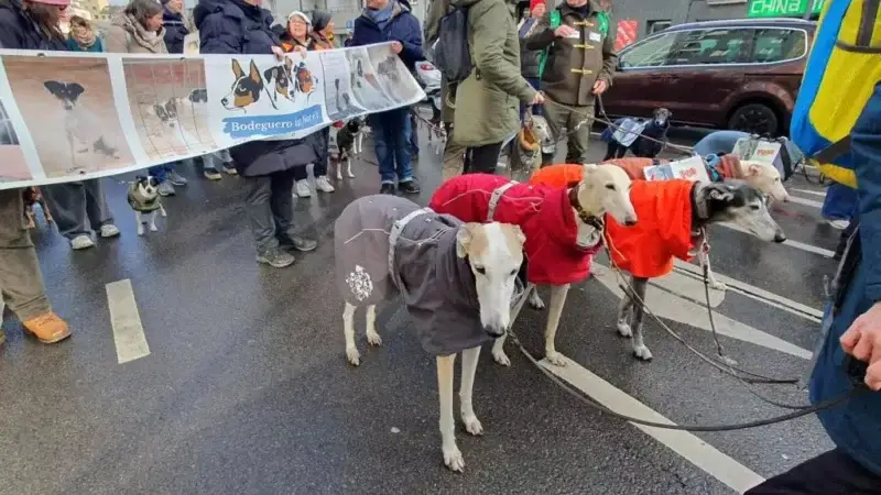 Kölner Galgo-Marsch 2026: Tausende Menschen protestieren gegen das Leid spanischer Jagdhunde