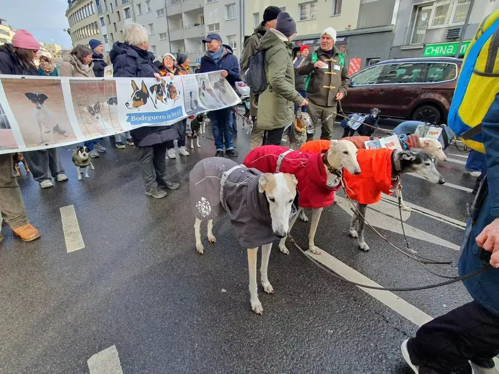 Kölner Galgo-Marsch 2026: Tausende Menschen protestieren gegen das Leid spanischer Jagdhunde