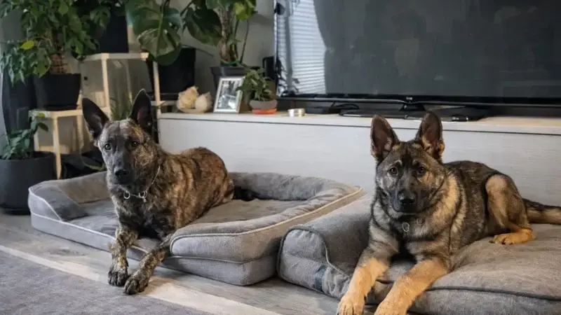 Warum ein zweiter Hund das eigene Training ehrlicher macht