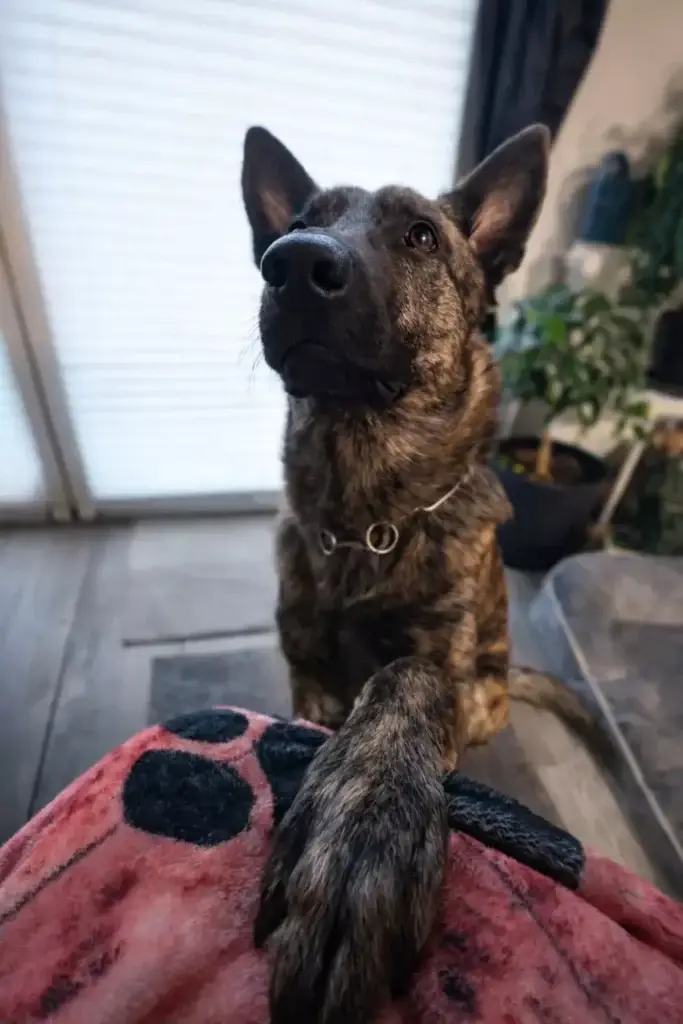 Warum der Vorzeigehund ein falsches Ideal ist