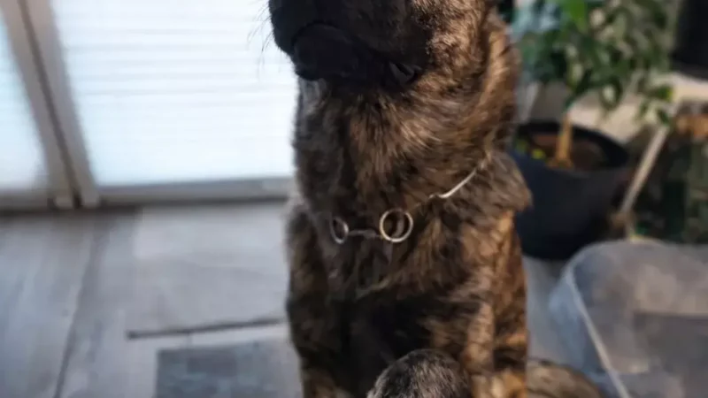 Warum der Vorzeigehund ein falsches Ideal ist