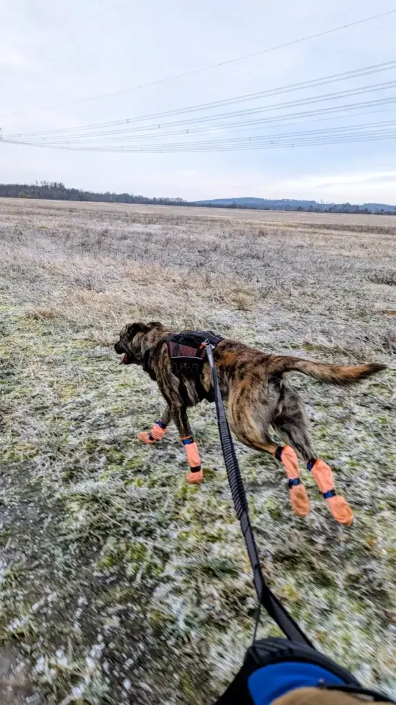 Nonstop Dogwear Rock Harness Long im Alltagstest: ein vielseitiges Geschirr
