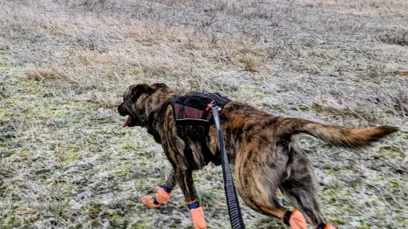 Nonstop Dogwear Rock Harness Long im Alltagstest: ein vielseitiges Geschirr