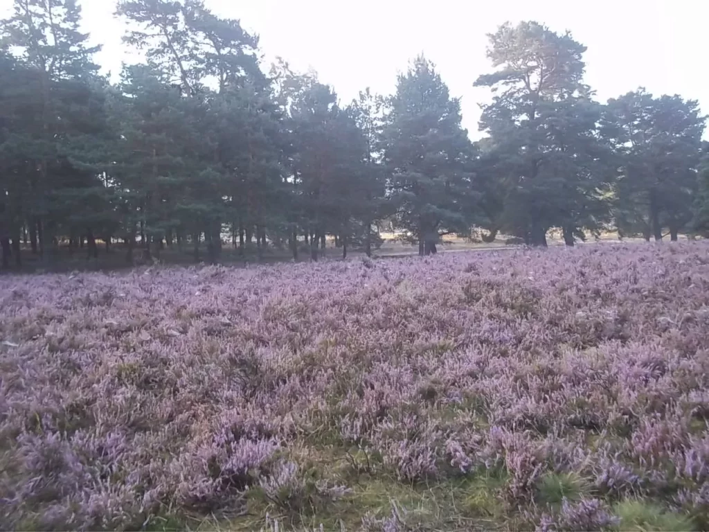Wacholderwald Schmarbeck bei Faßberg